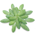 20 Pieces Live Burro's Tail Leaves for Propagation (Sedum morganium) - Donkey Tail Succulent Plant