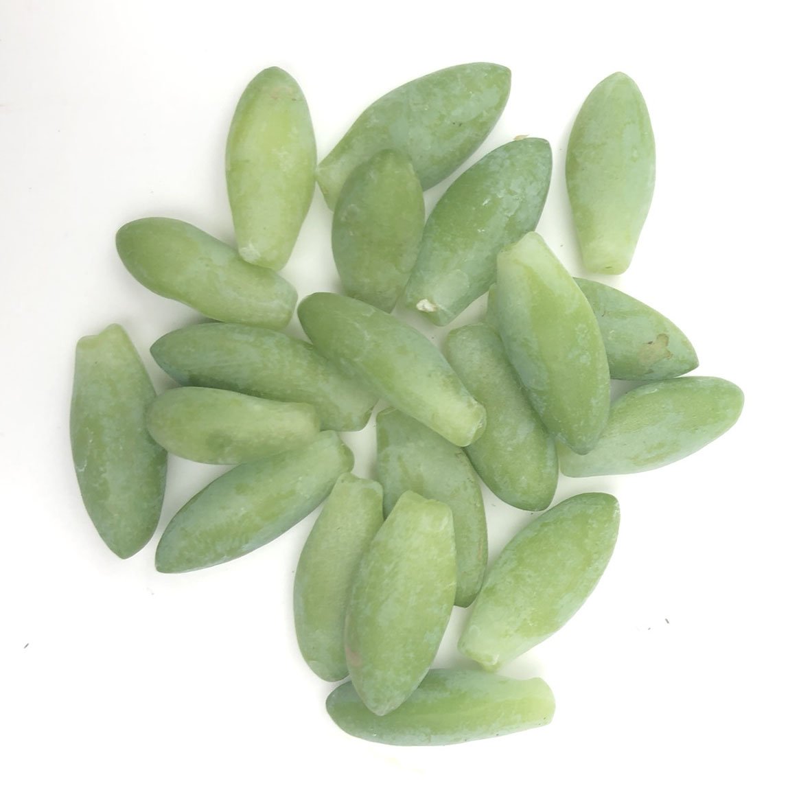 burro's tail succulent propagation Burro's Tail Leaves for Propagation (Sedum morganium)