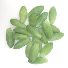 Burro's Tail Leaves for Propagation (Sedum morganium) - Donkey Tail Succulent Plant - 20 Pieces - ORGANIC
