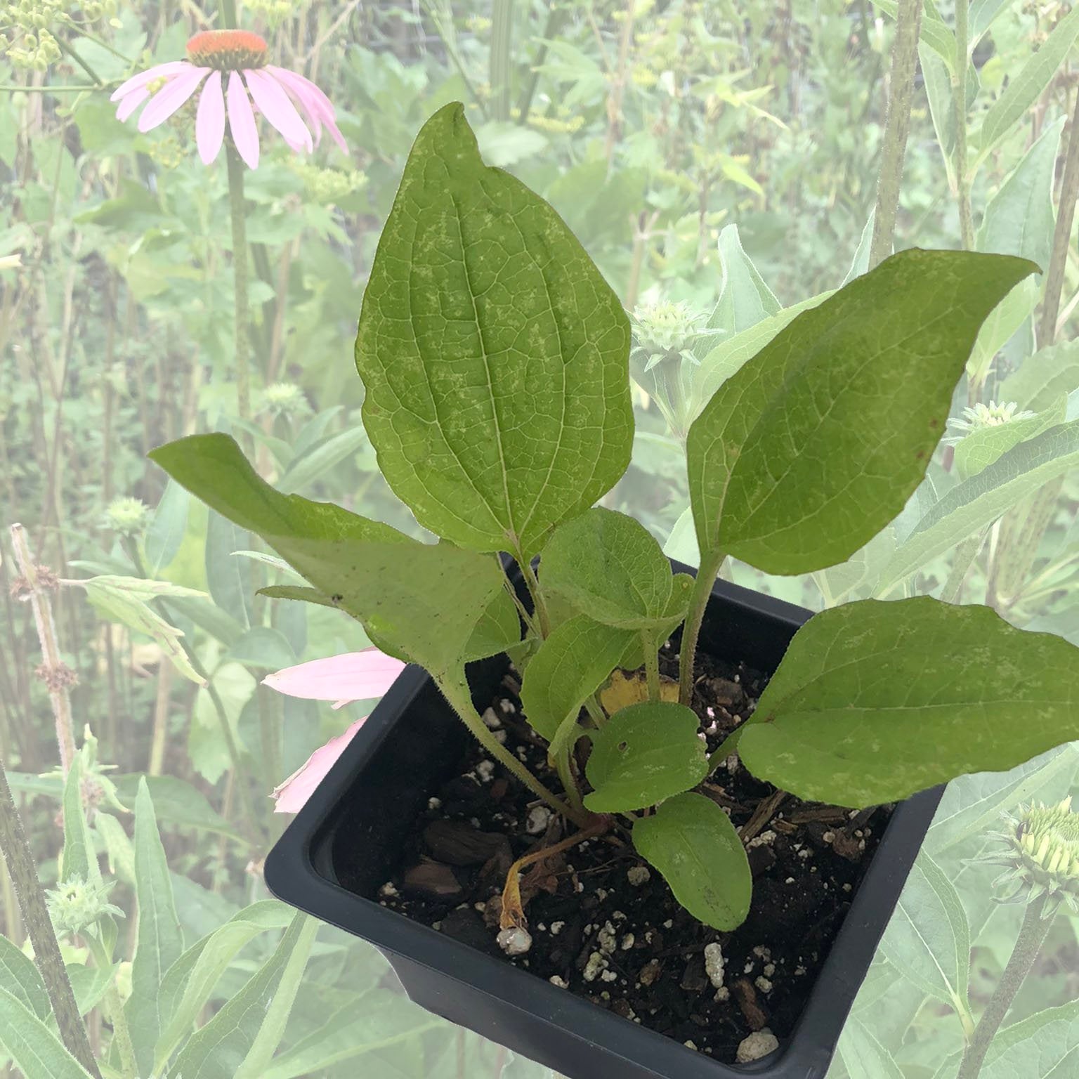 can you plant coneflowers in a pot Purple Coneflower (Echinacea purpurea) Organic Plant in 2.5-inch pot