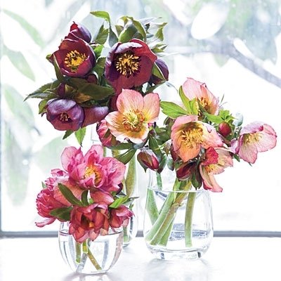 Hellebore Plants / Lenten Rose in 2 Inch Pots - Various Assorted Colors - Perennial, Winter-Blooming - Great for Cut Flowers