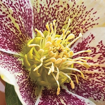 Hellebore Plants / Lenten Rose in 2 Inch Pots - Various Assorted Colors - Perennial, Winter-Blooming - Great for Cut Flowers