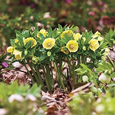 Hellebore Plants / Lenten Rose in 2 Inch Pots - Various Assorted Colors - Perennial, Winter-Blooming - Great for Cut Flowers