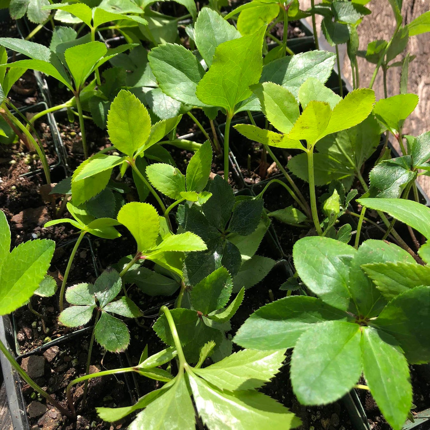 Hellebore Plants / Lenten Rose in 2 Inch Pots - Various Assorted Colors - Perennial, Winter-Blooming - Great for Cut Flowers