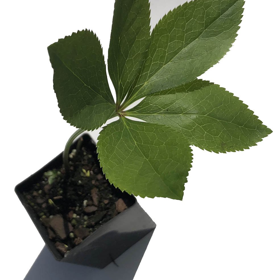 Hellebore Plants / Lenten Rose in 2 Inch Pots - Various Assorted Colors - Perennial, Winter-Blooming - Great for Cut Flowers