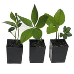 Hellebore Plants / Lenten Rose in 2 Inch Pots - Various Assorted Colors - Perennial, Winter-Blooming - Great for Cut Flowers