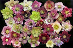 Hellebore Plants / Lenten Rose in 2 Inch Pots - Various Assorted Colors - Perennial, Winter-Blooming - Great for Cut Flowers
