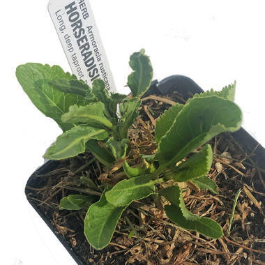 Horseradish Plant (Armoracia rusticana) 2.5 inch pot