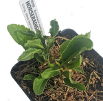 Horseradish Plant, (Armoracia rusticana) 2.5 inch pot