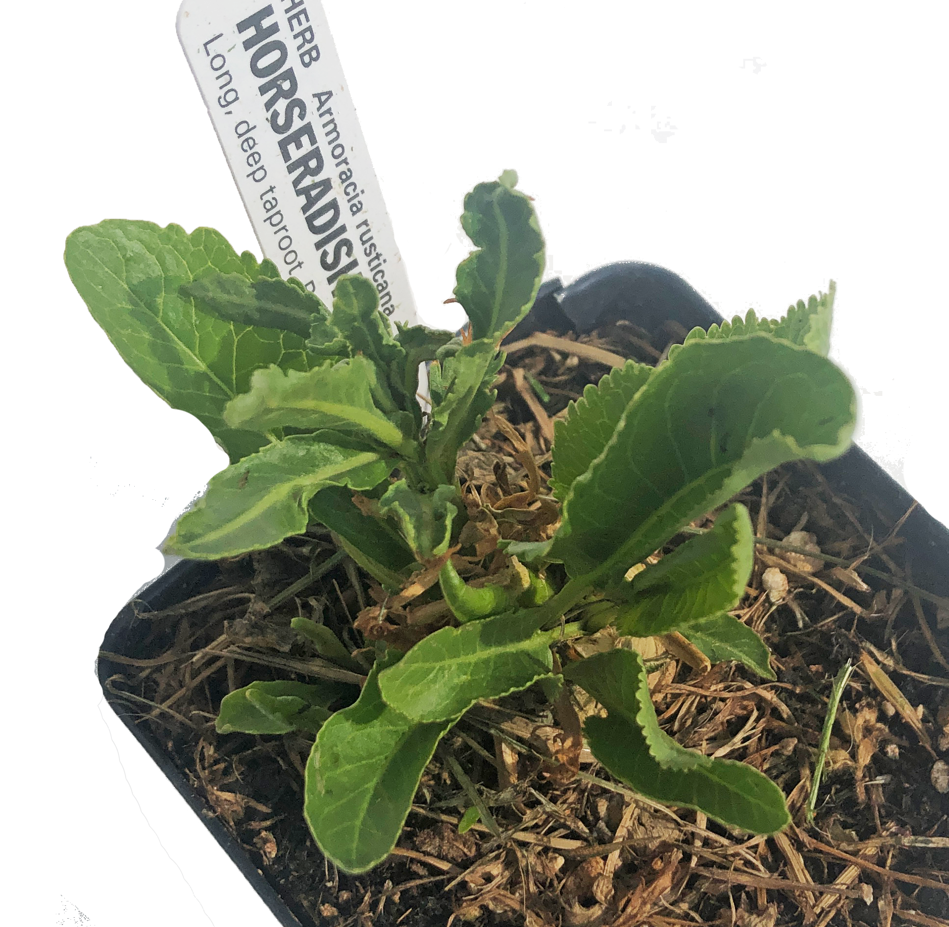 Radish Tree Horseradish Plant (Armoracia rusticana) – Smoke Camp Crafts