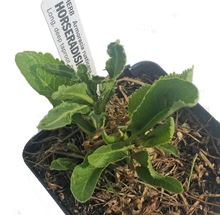Horseradish Plant (Armoracia rusticana) 2.5 inch pot