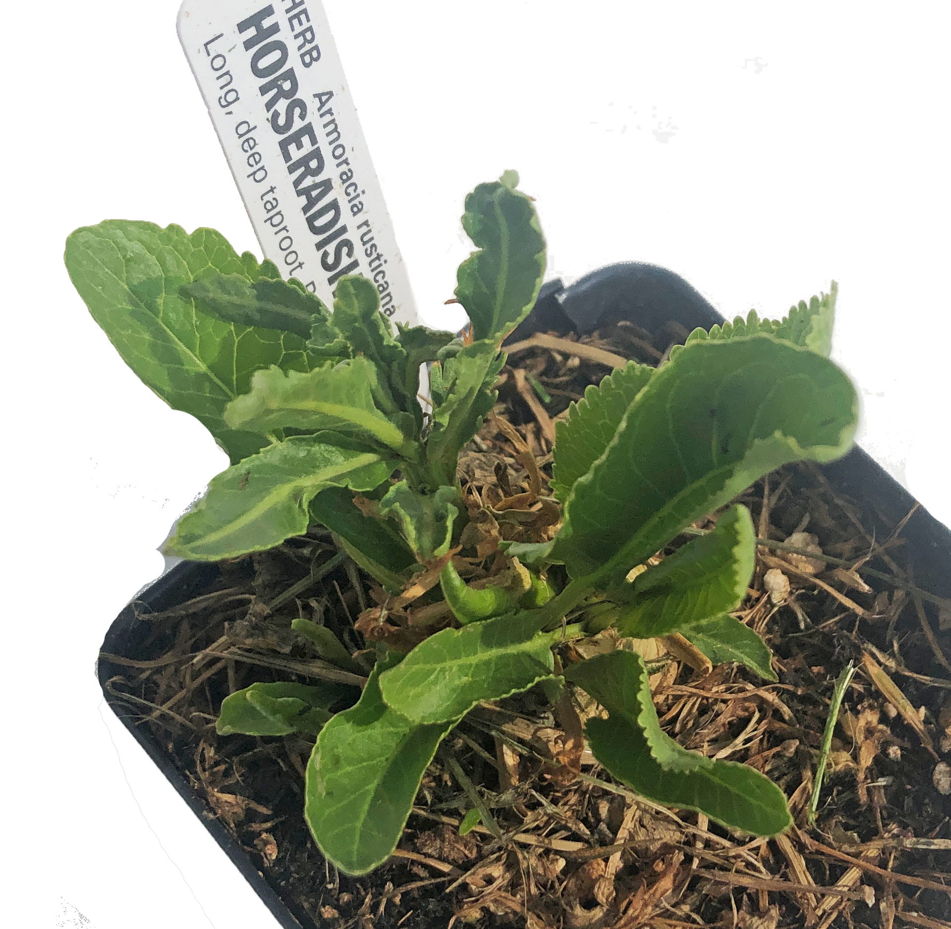 plant horseradish in pot Horseradish Plant (Armoracia rusticana) 2.5 inch pot
