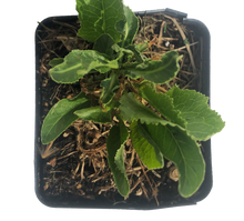 Horseradish Plant (Armoracia rusticana) 2.5 inch pot