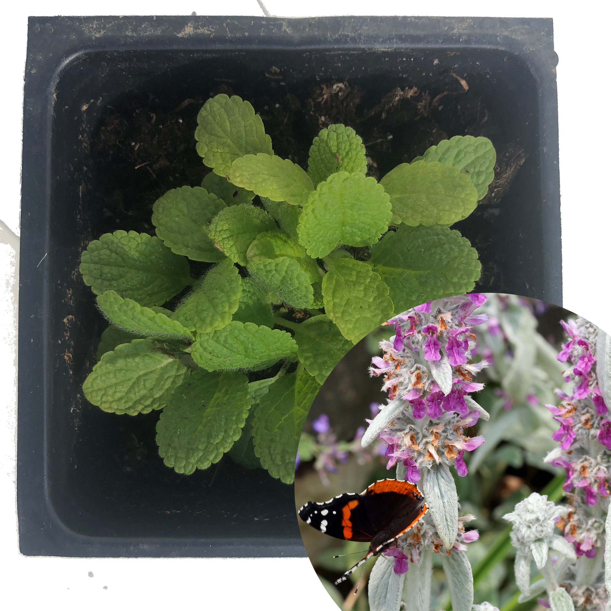 lambs ear plant in pots Lamb's Ear Plant, (Stachys byzantina) 2.5 inch pot