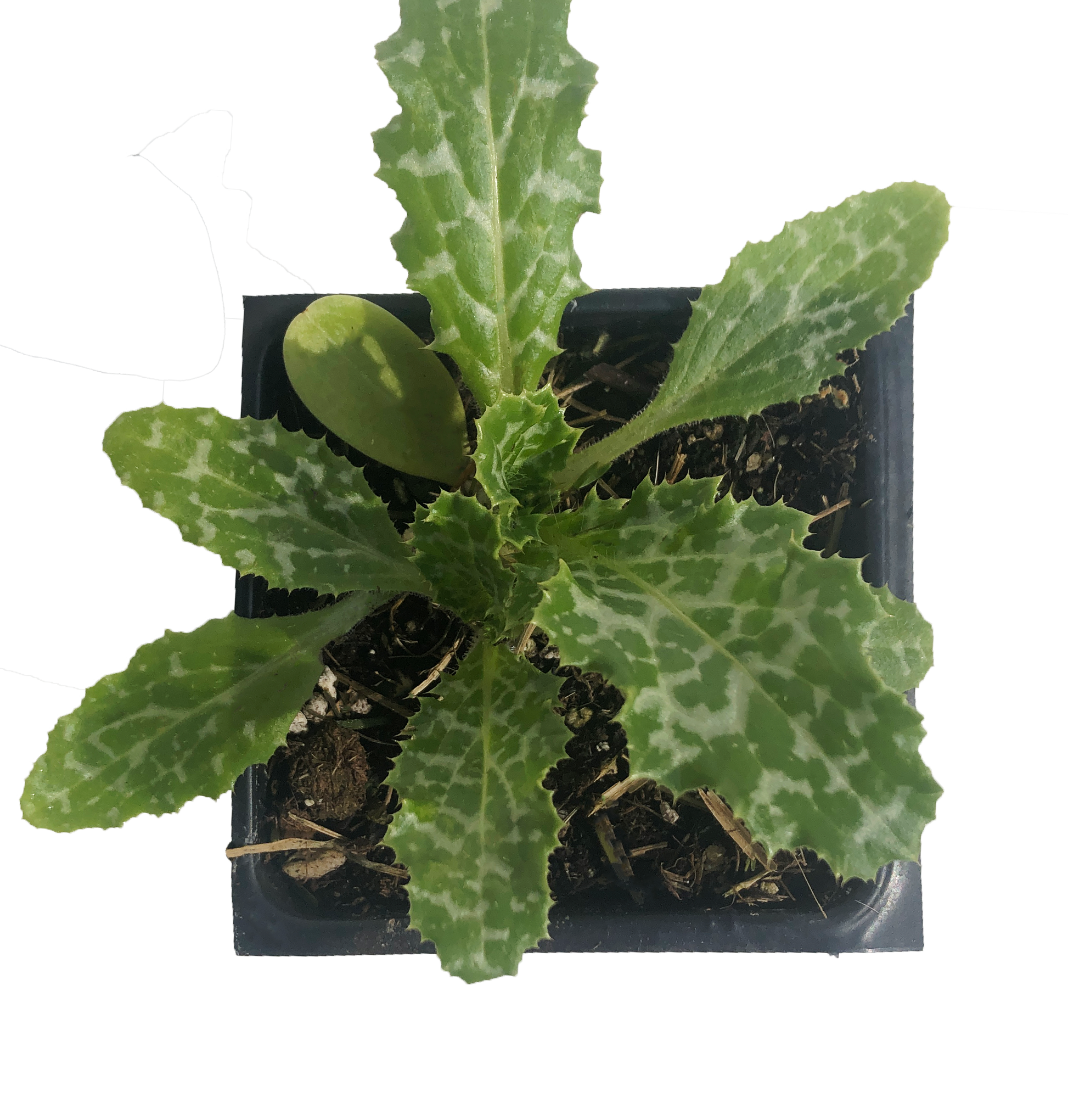 milk seed plant Milk Thistle (Silybum marianum) Organic Plant in 2.5-inch Pot
