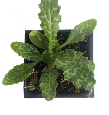 Milk Thistle (Silybum marianum) Organic Plant in 2.5-inch Pot