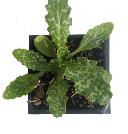 Live Milk Thistle Plant (Silybum marianum ) 2.5 inch pot