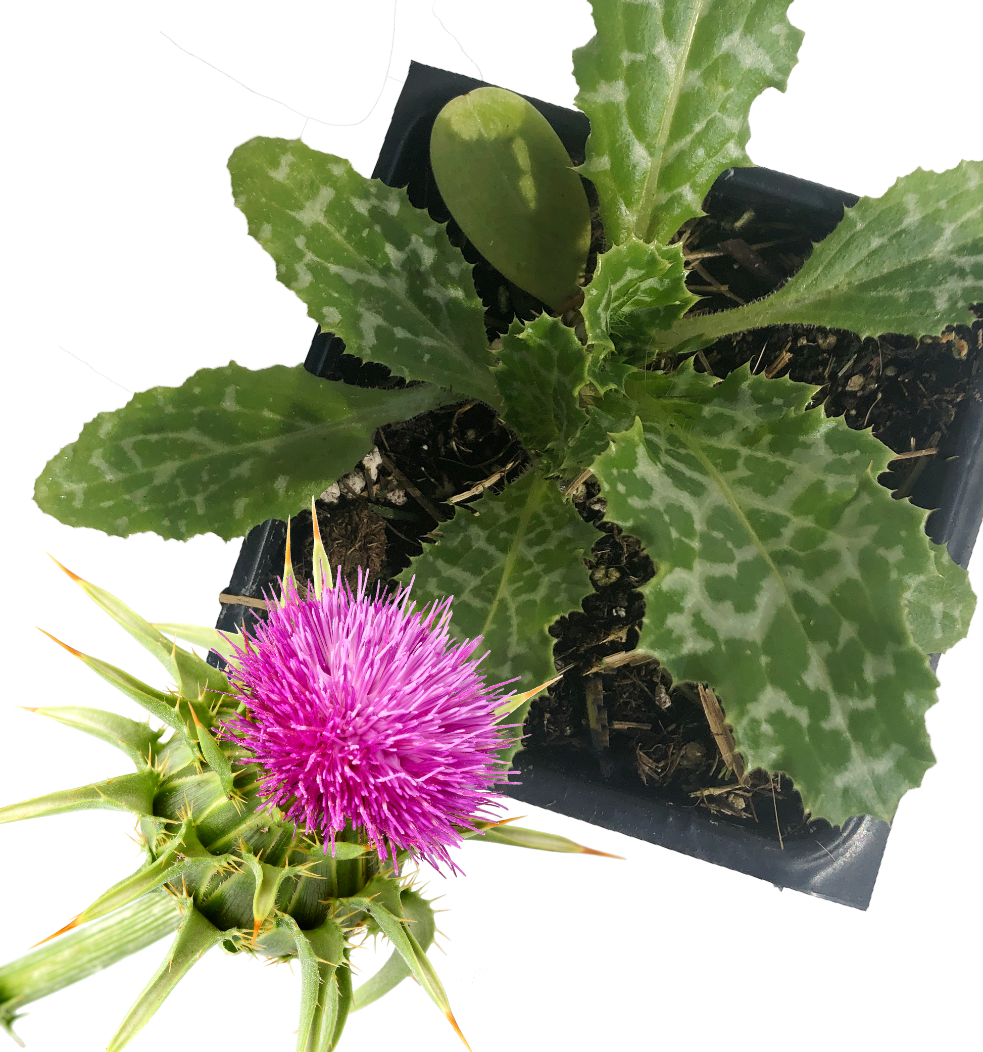 potted thistle plant Milk Thistle (Silybum marianum) Organic Plant in 2.5-inch Pot