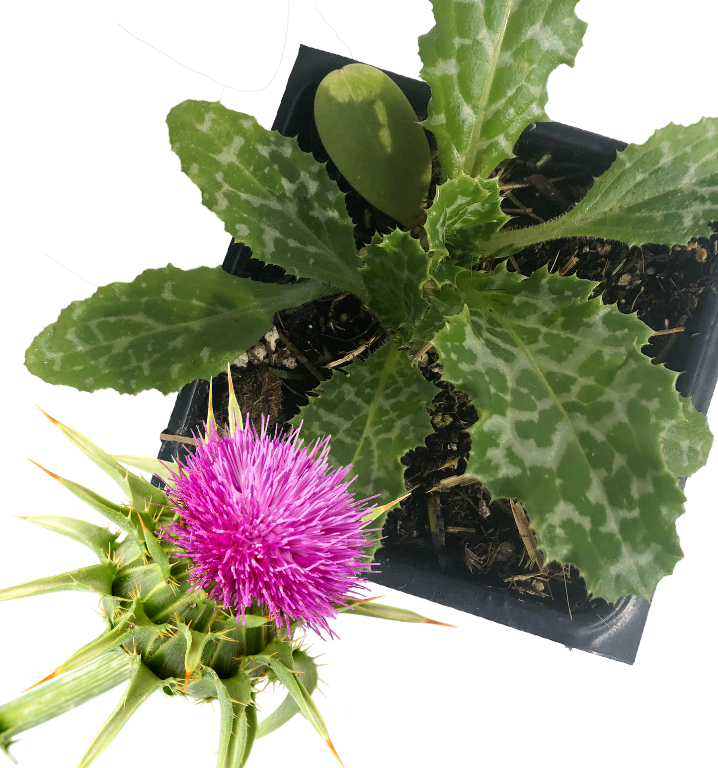 Live Milk Thistle Plant (Silybum marianum ) 2.5 inch pot