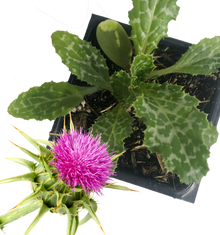 Milk Thistle (Silybum marianum) Organic Plant in 2.5-inch Pot