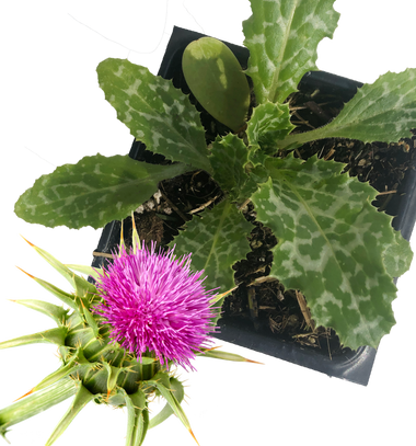 Milk Thistle Plant, (Silybum marianum ) 2.5 inch pot