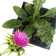 Milk Thistle Plant, (Silybum marianum ) 2.5 inch pot