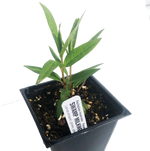 Swamp Milkweed Plant, (Asclepias incarnata) 2.5 inch pot