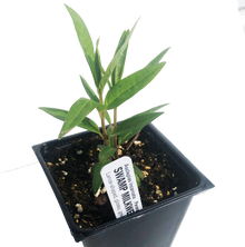 Swamp Milkweed Plant, (Asclepias incarnata) 2.5 inch pot