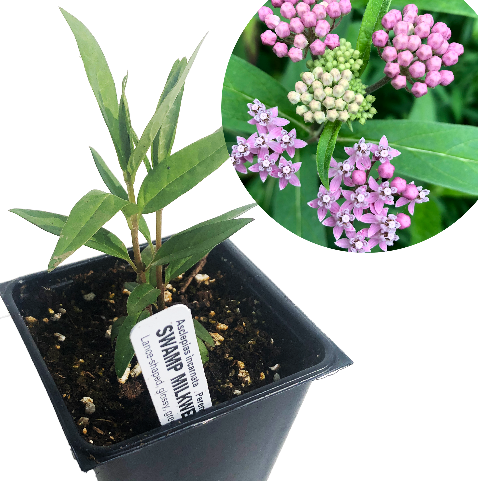 milkweed succulent Swamp Milkweed Plant, (Asclepias incarnata) – Smoke Camp Crafts