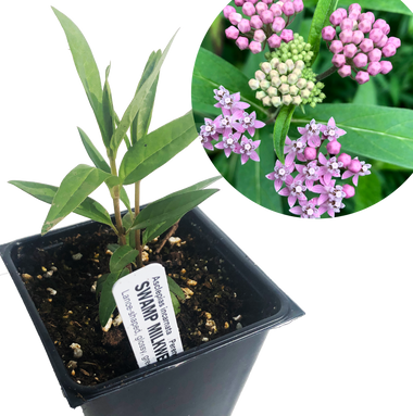 Swamp Milkweed Plant, (Asclepias incarnata) 2.5 inch pot