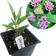 Swamp Milkweed Plant, (Asclepias incarnata) 2.5 inch pot