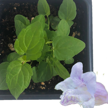 Skullcap Plant, (Scutellaria lateriflora) 2.5 inch pot