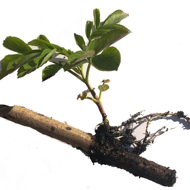 ORGANIC Elderberry Plant Start (Sambucus Canadensis) grown from cuttings in 3-4 inch pot