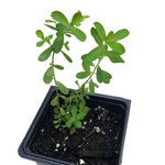 Saint John's Wort Plant, (Hypericum perfolatum) in a 2.5-inch pot | ORGANIC