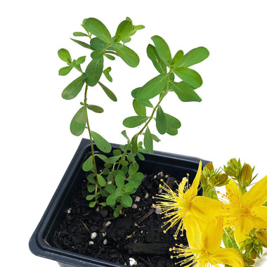 Saint John's Wort Plant, (Hypericum perfolatum) in a 2.5-inch pot Organic Medicinal Herb Plant