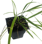 Sweetgrass Plant, (Hierochloe odorata) 2.5 inch pot