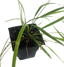 Organic Sweetgrass Plant, (Hierochloe odorata) 2.5 inch pot - Live Plant