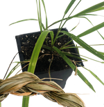 Sweetgrass Plant, (Hierochloe odorata) 2.5 inch pot