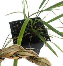 Organic Sweetgrass Plant, (Hierochloe odorata) 2.5 inch pot - Live Plant