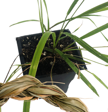 Sweetgrass Plant, (Hierochloe odorata) 2.5 inch pot