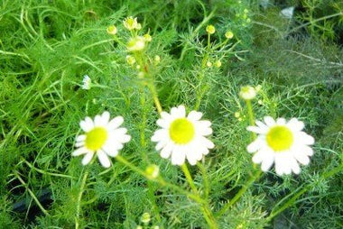 Chamomile, Roman Plant, (Matricaria chamomilla) 2.5-inch pot | ORGANIC