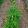 Valerian Seeds (Valeriana officinalis) 75 Seeds (0.1 grams) -