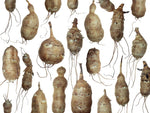 Jerusalem Artichoke Tubers (Helianthus tuberosus) - Sunchokes, Sunroot or Jerusalem Artichokes for Planting or Eating - 1 lb