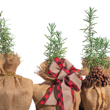 Rosemary Variety Tree | Aromatic Gift | Herb Tree | Tabletop Tree