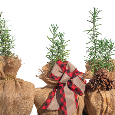 Rosemary Variety Tree | Aromatic Gift | Herb Tree | Tabletop Tree