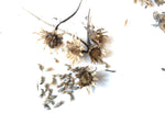 Cornflower, Blue Seeds (Centaurea cyanus) 100 Seeds (0.5 grams)