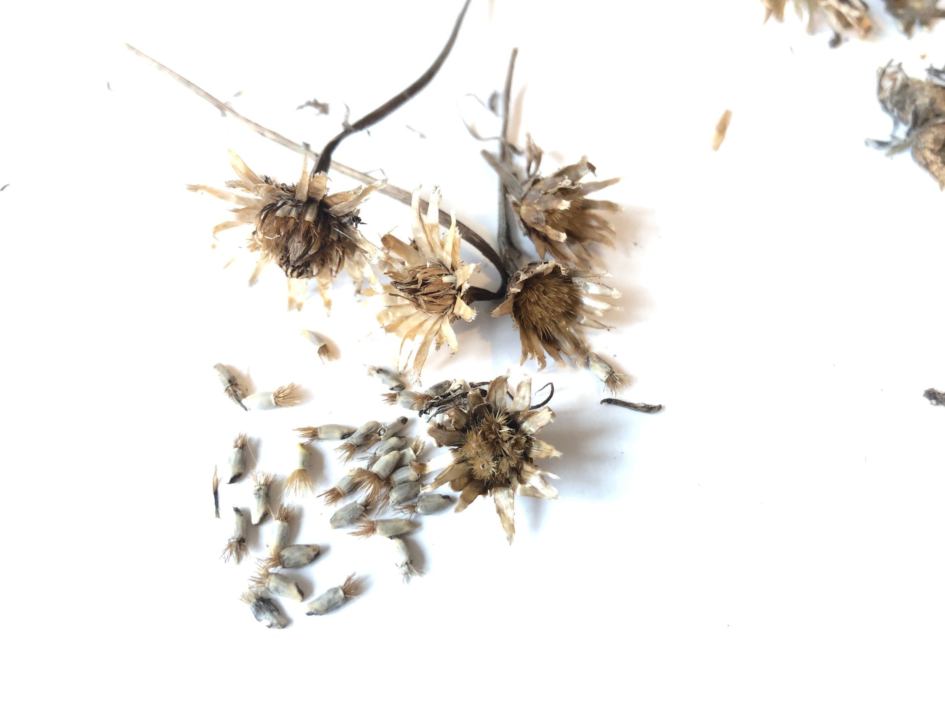 dry flower seeds Cornflower, Blue Seeds (Centaurea cyanus) 100 Seeds (0.5 grams)