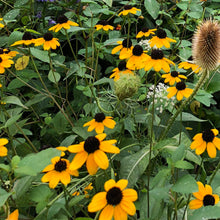 Brown-eyed Susan Seeds (Rudbeckia triloba) 1000 Seeds (0.5 grams)
