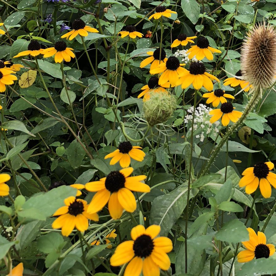 Browneyed Susan Seeds (Rudbeckia triloba) 1000 Seeds (0.5 grams) - Organic