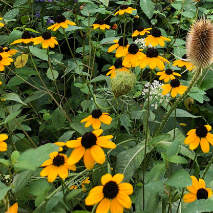 Browneyed Susan Seeds (Rudbeckia triloba) 1000 Seeds (0.5 grams) - Organic